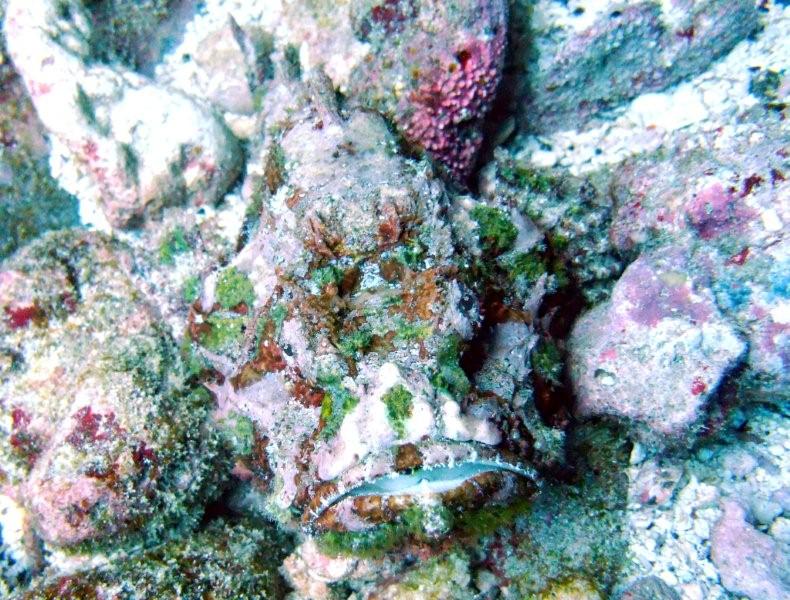 scorpion fish 2